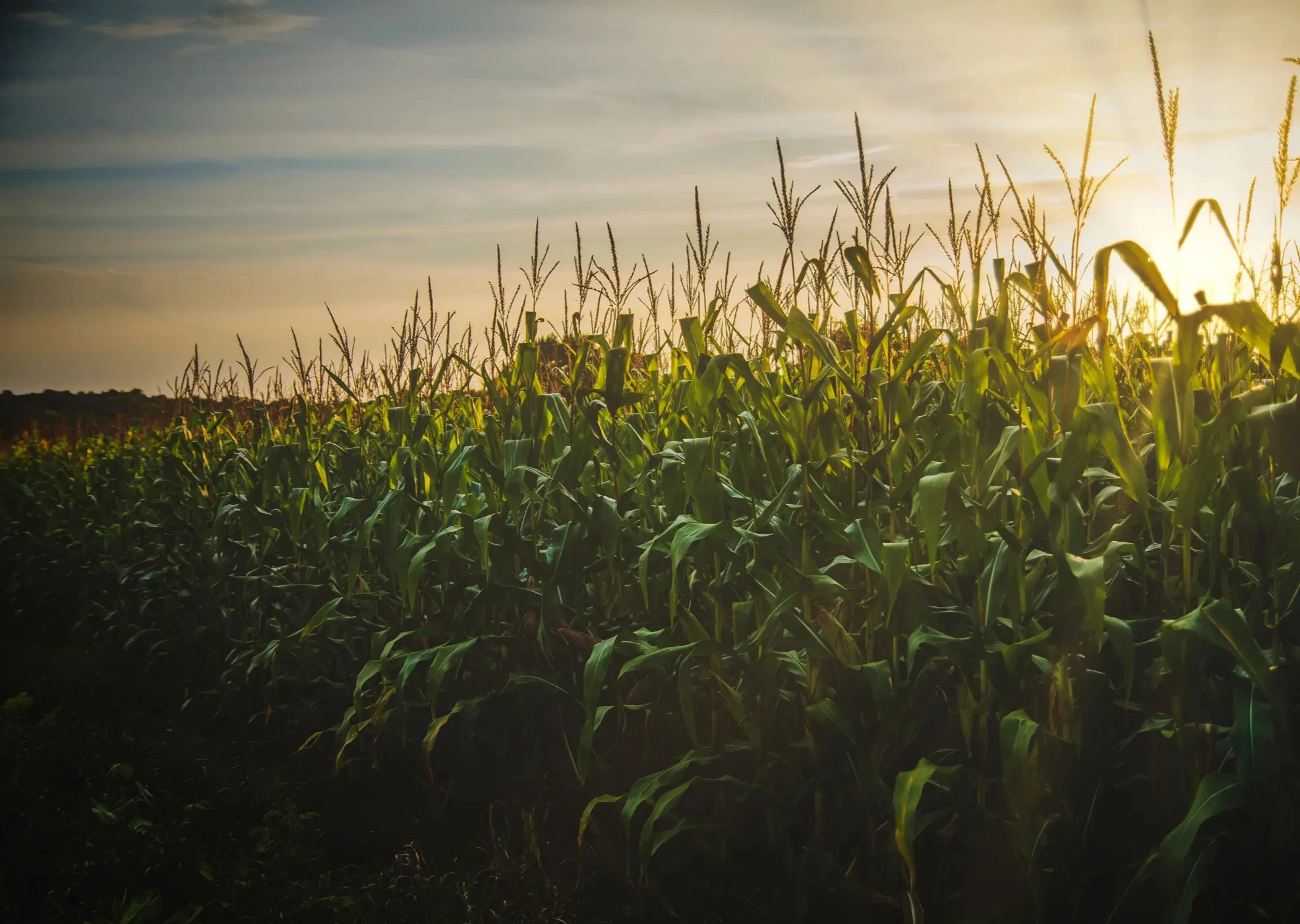 Ubezpieczenie kukurydzy