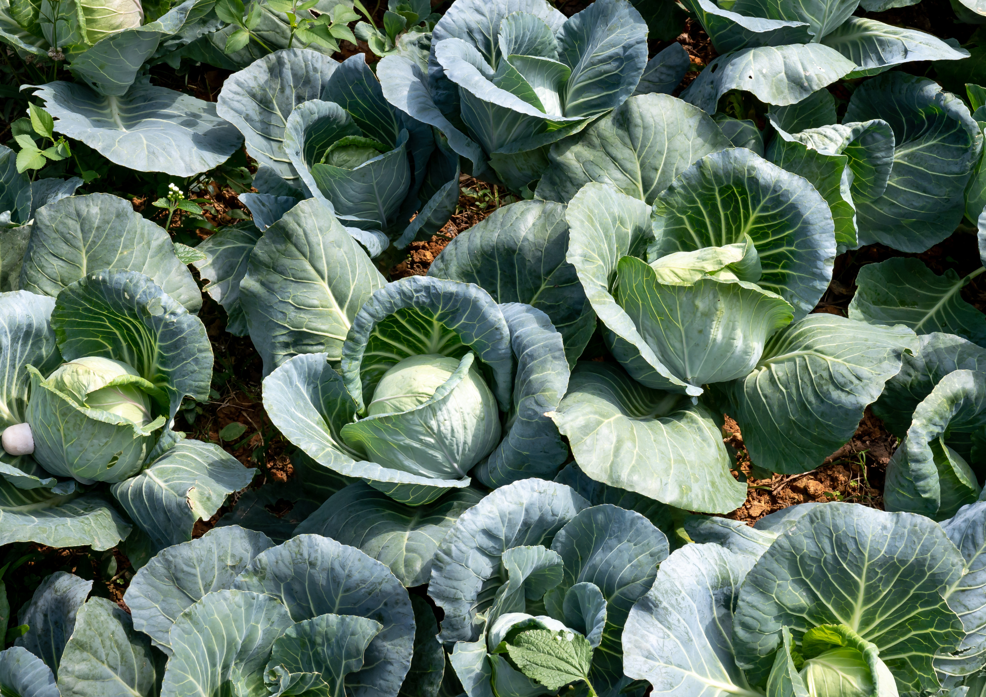 Ubezpieczenie warzyw